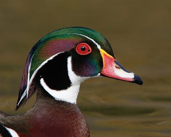 Wood Duck