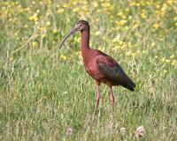White-faced Ibis