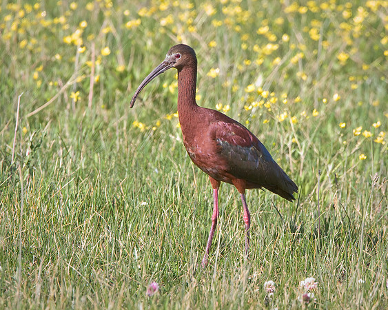 White-faced Ibis
