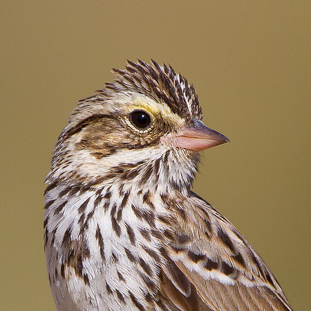 Savannah Sparrow
