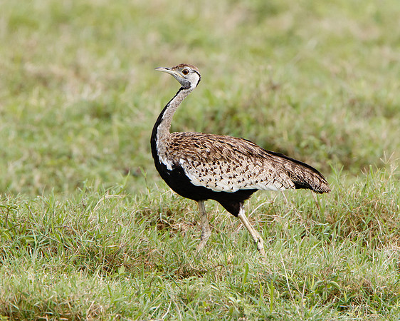 Black-bellied Bustard
