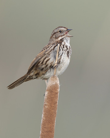 Song Sparrow