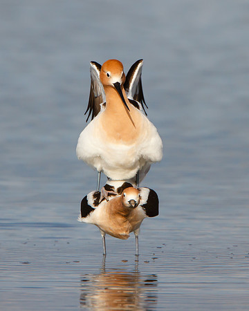 American Avocets, mating