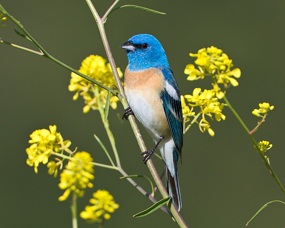 Lazuli Bunting among yellow mustard flowers