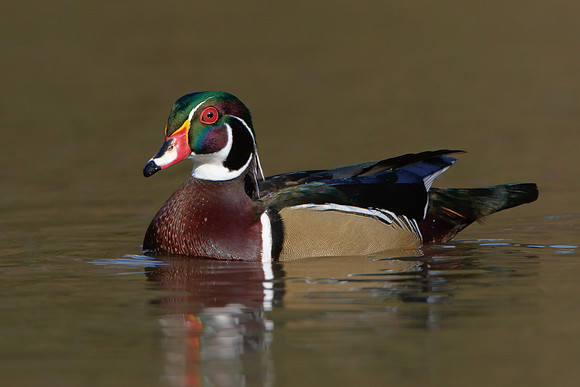 Wood Duck