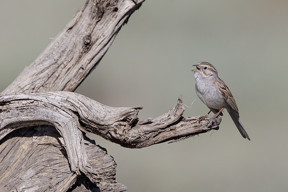 Brewer's Sparrow
