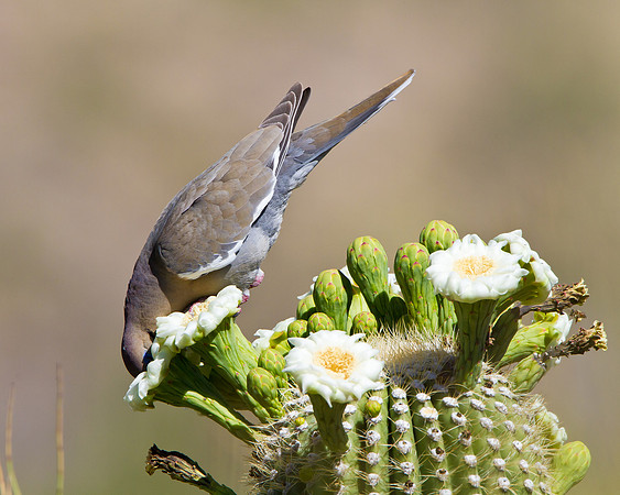 White-winged Dove
