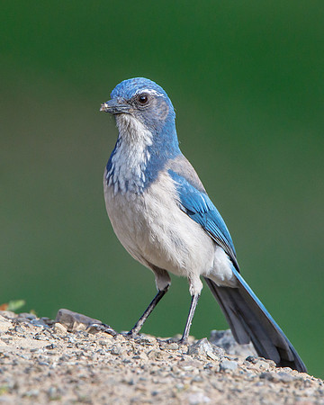 California Scrub-Jay (formerly Western Scrub-Jay)