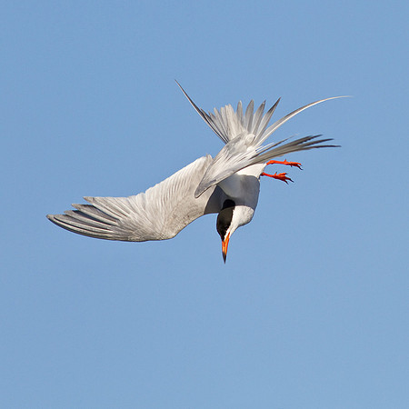 Forster's Tern, diving for fish