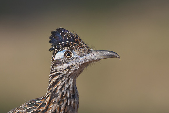 Greater Roadrunner