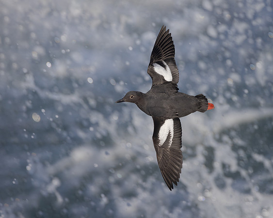 Pigeon Guillemot