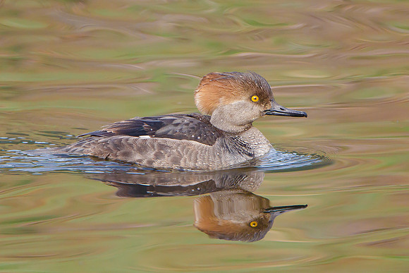 Hooded Merganser