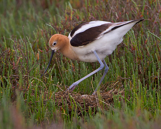 American Avocet, at nest