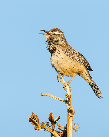 Cactus Wren