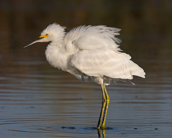 Snowy Egret