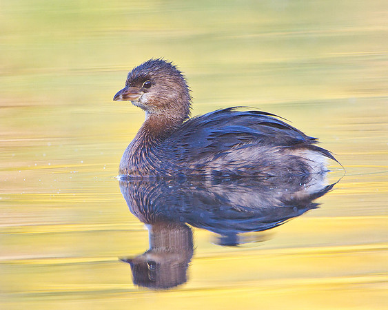 Pied-billed Grebe