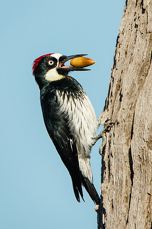 Acorn Woodpecker