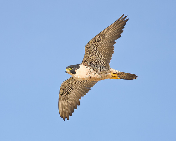 Peregrine Falcon, flying above the Oceano Dunes