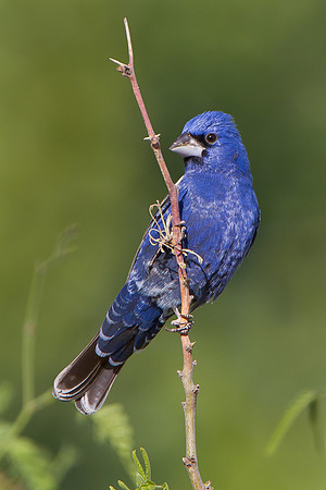 Blue Grosbeak