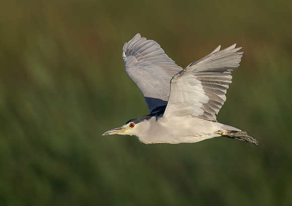 Black-crowned Night Heron