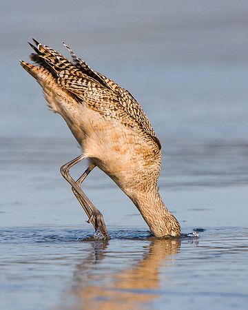Marbled Godwit