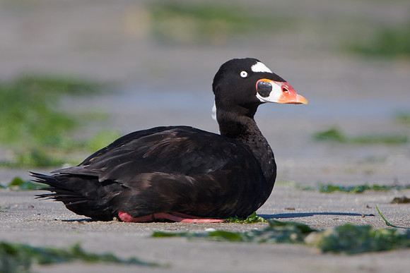 Surf Scoter