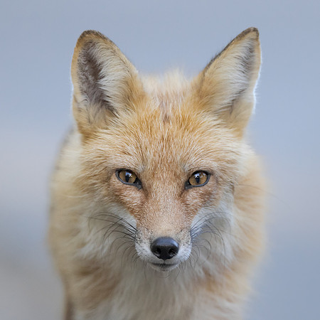 Red Fox, adult