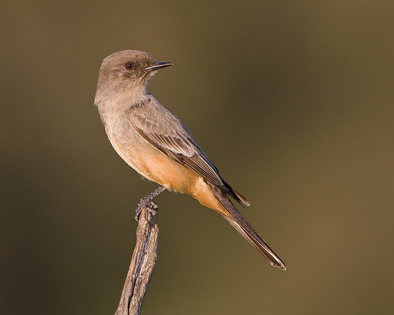 Say's Phoebe