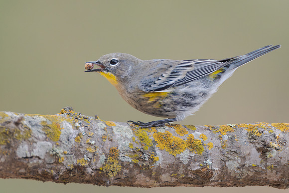 Yellow-rumped Warbler