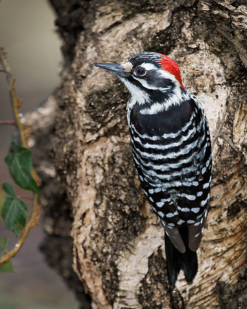 Nuttall's Woodpecker