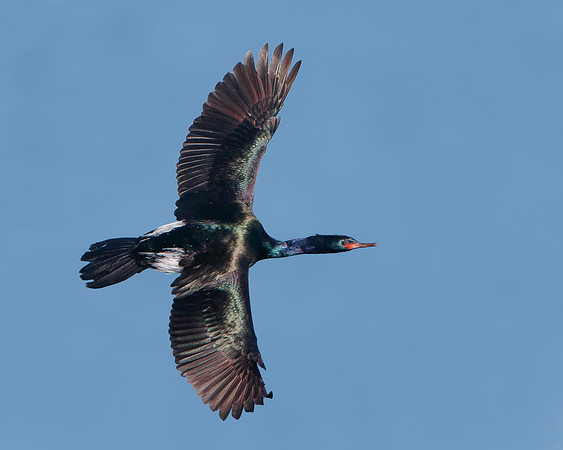 Pelagic Cormorant
