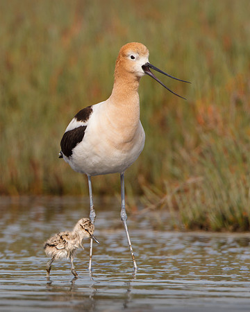 American Avocet, parent with 3-day-old chick