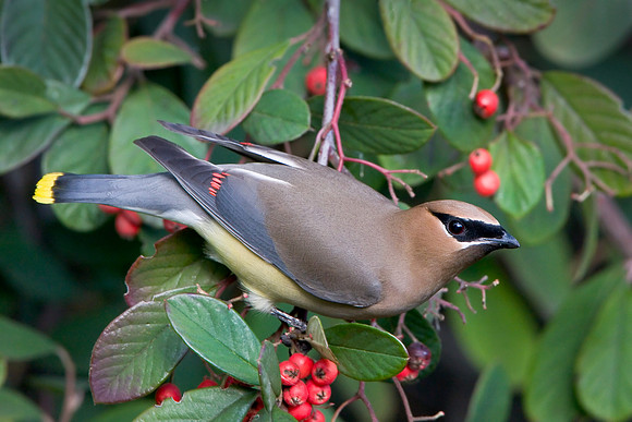Cedar Waxwing