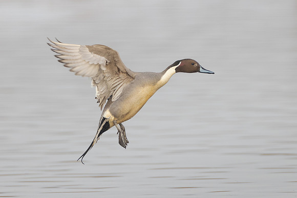 Northern Pintail