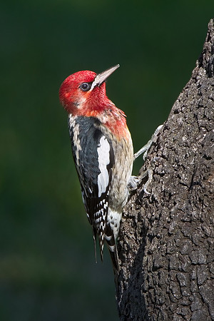 Red-breasted Sapsucker