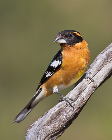 Black-headed Grosbeak