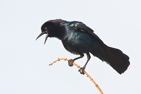 Boat-tailed Grackle