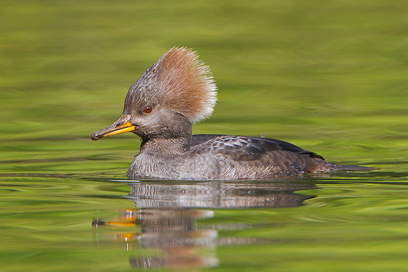 Hooded Merganser, female