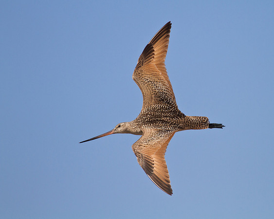 Marbled Godwit