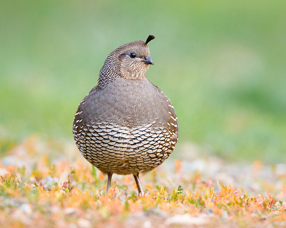 California Quail, female