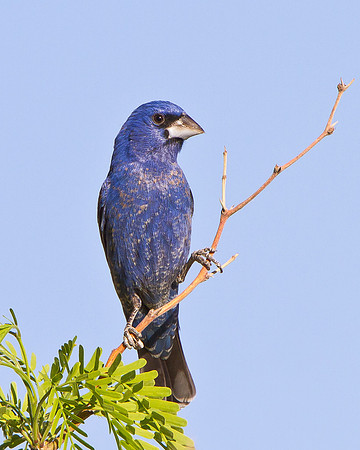 Blue Grosbeak