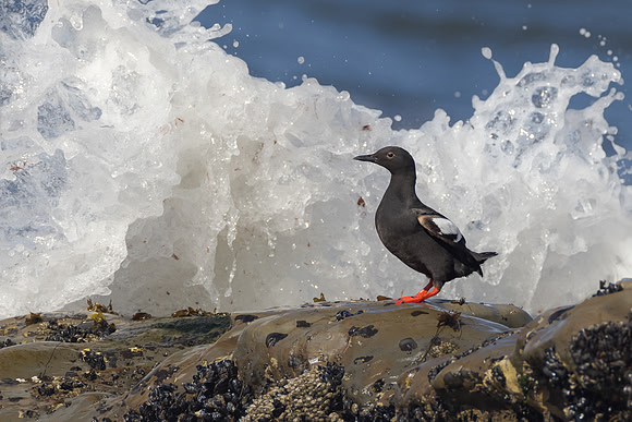 Pigeon Guillemot