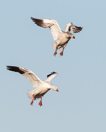 Snow Geese, juvenile and adult