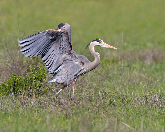 Great Blue Heron