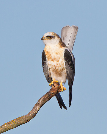 White-tailed Kite, pumping tail