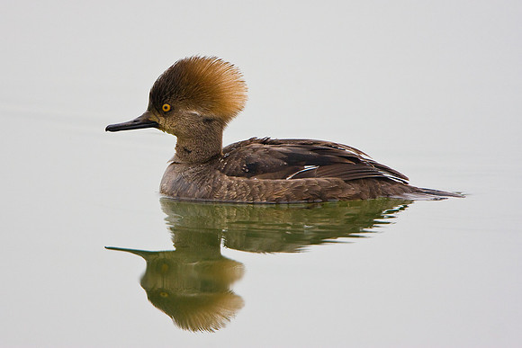 Hooded Merganser, female