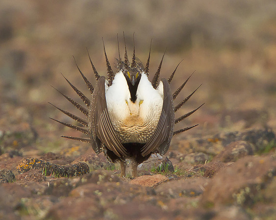 Greater Sage-Grouse, courtship display