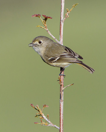 Hutton's Vireo