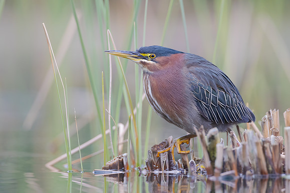 Green Heron