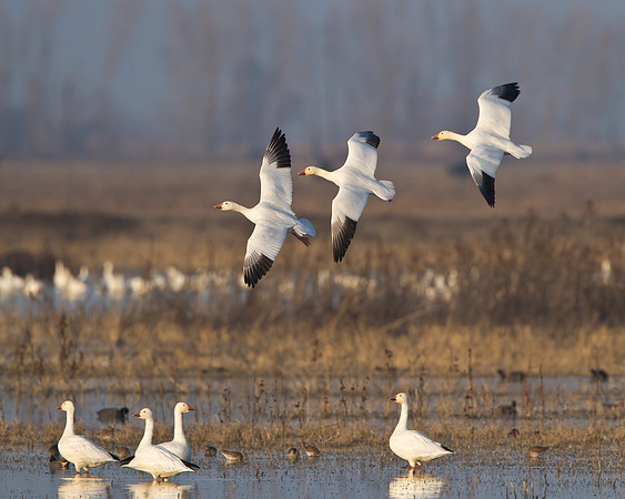 Snow Geese in flight, habitat